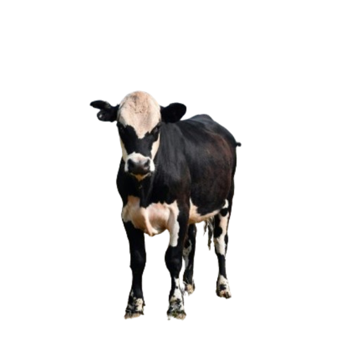 Untitled_design__26_ removebg preview